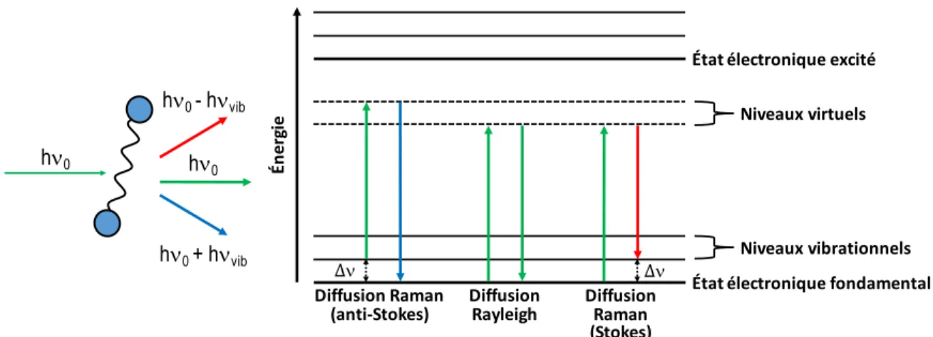 Figure  2.1  Diagramme  d’énergie  des  transitions  impliquées  durant  la  diffusion  Rayleigh  et  Raman  Stokes  et  anti-Stokes,  où  hn 0   est  l’énergie  incidente,  hn vib   l’énergie  vibrationnelle  et  Dn  le  déplacement Raman (figure modi