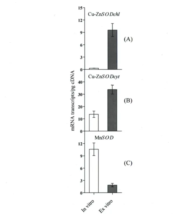 Figure 2.1 Changes in mRNA transcripts level of three superoxide dismutase (SOD). (A)  chloroplastic Cu-ZnSOD (X14041) (B) a cytosolic Cu-ZnSOD (X14040) and (C) a  mitochondrial MnSOD (AI482836) gene expression was monitored by RT PCR