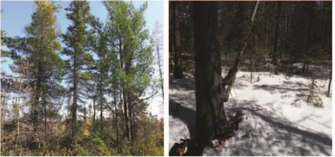 Figure 2 : Présence du pin blanc dans des tourbières du Québec méridional : Grande tourbière de  Villeroy (gauche) et tourbière de La Durantaye (droite)