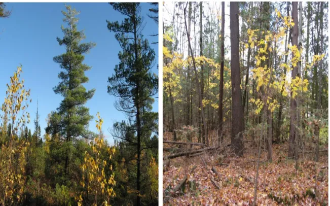 Figure 9 : Vue de la tourbière de Granby : secteur semi-forestier de la tourbière (gauche) et le  secteur forestier sur sol minéral (droite)