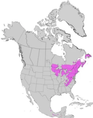 Figure 1 : Aire de répartition du pin blanc en Amérique du Nord. 