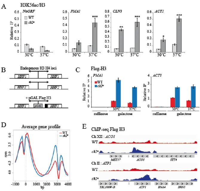 Figure 2.1 : Histone H3 turnover is increased in ck2 ts  mutant at coding regions 