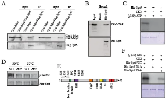 Figure 2.3 : CK2 Interacts with Spt6 and phosphorylates it in vitro and in vivo 