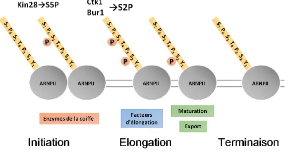 Figure 1.1 : Profil de phosphorylation des sérines 2 et 5 du CTD de l’ARNPII