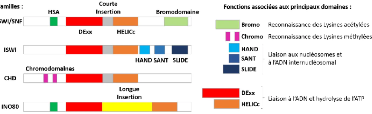 Figure 1.8 : Les sous-unités catalytiques des complexes de remodelage 