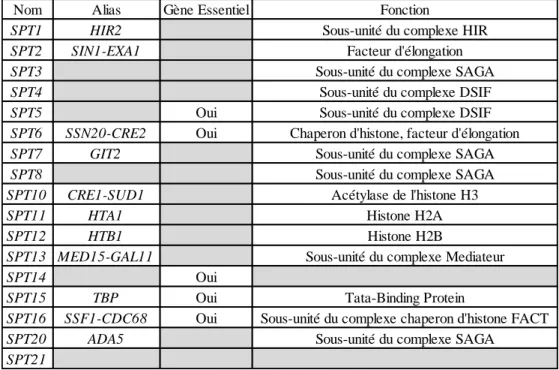 Tableau 1.3 : Gènes codants pour les protéines de la famille SPT et leur fonction  (adapté de Yamaguchi et al., 2001) 