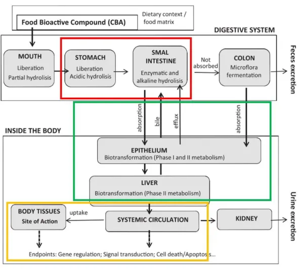 Figure  3 : Processus  de développement  d’aliments fonctionnels. Encadré rouge : étape réalisée lors de  cette  étude