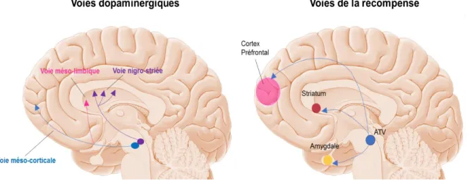 Figure 6. Voies dopaminergiques principales et structures impliquées dans le circuit de la  récompense 