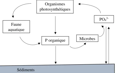 Figure 2. Cycle du phosphore (océan). Adapté de Paytan et McLaughlin (2007). 