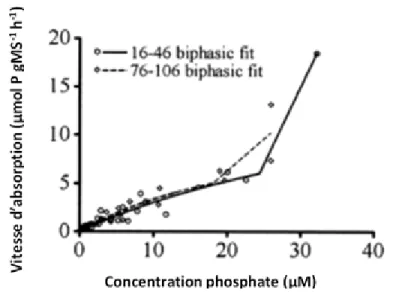 Figure 7. Exemple de relation biphasique entre la vitesse d’absorption des phosphates et  les concentrations de phosphates dans le milieu, chez P