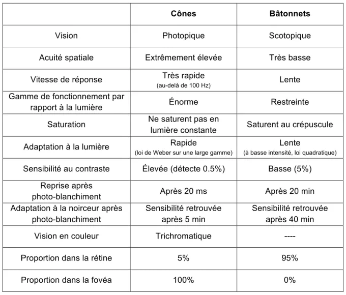 Tableau  1 :  Comparaison  des  caractéristiques  des  cônes  et  bâtonnets  de  la  rétine  humaine (adapté de [19])