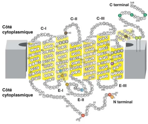 Figure 5 : Schéma simplifié de la rhodopsine (adapté de [32]) montrant les 7 domaines  transmembranaires hélicaux (cylindres jaunes) reliés par des boucles intra (C-I, II, III) et  extracellulaires  (E-I,  II,  III)
