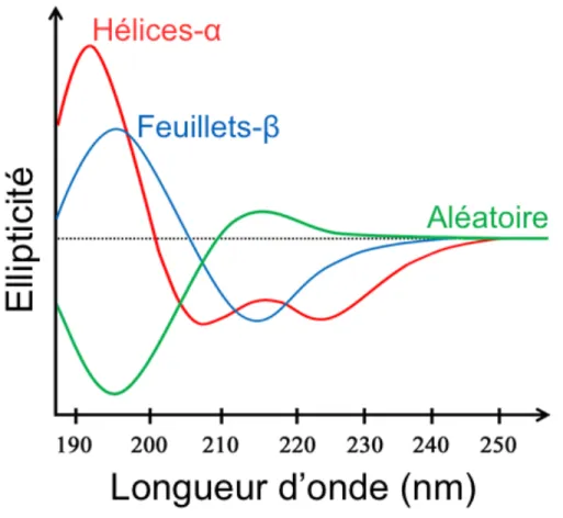 Figure  16 :  Spectres  CD  caractéristiques  des  structures  secondaires  protéiques