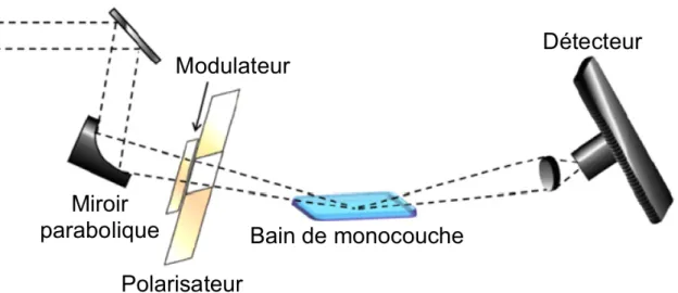 Figure  18 :  Schéma  du  montage  expérimental  d’un  PM-IRRAS. Le  faisceau  IR  est  orienté par des miroirs vers un modulateur photoélastique et un polarisateur avant d’être  dirigé vers l’échantillon présent à l’interface air/eau