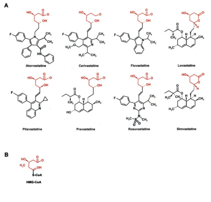 Figure 2: Structure des statines (A) et structure de l'HMG-CoA (B). Les statines  possèdent un élément de structure commun qui ressemble à l'HMG-CoA