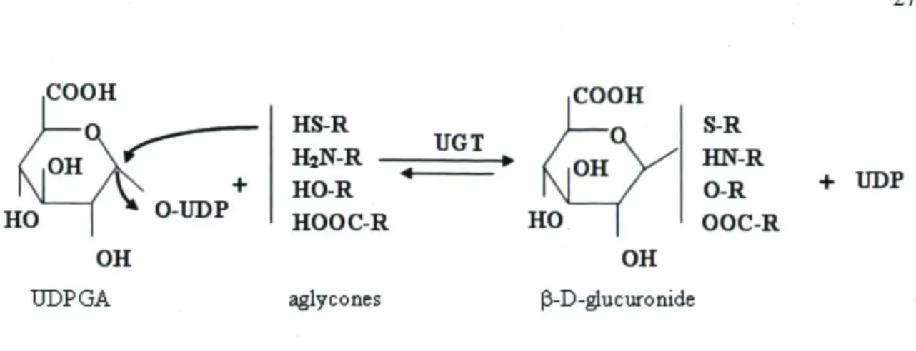 Figure 6 : Réaction de glucuronidation catalysée par les enzymes UGT. La réaction  enzymatique implique deux molécules : l'acide glucuronique (UDPGA) qui agit comme  co-facteur et le substrat (aglycone)