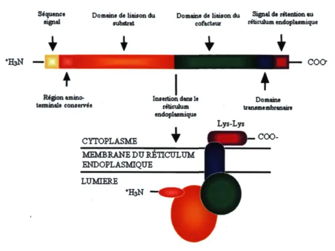 Figure 7 : Localisation et structure protéique schématique des UGT dans le reticulum  endoplasmique