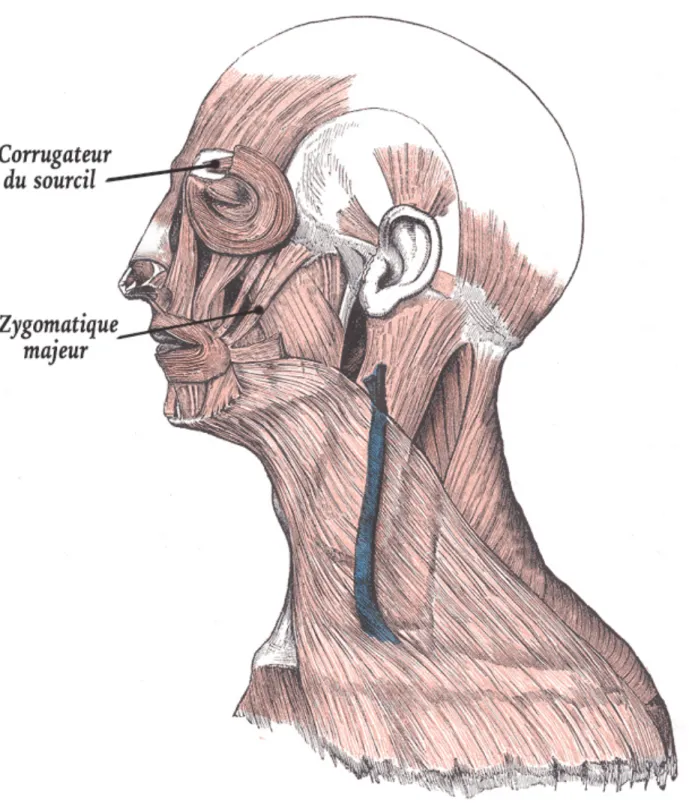 Figure 1 .  Emplacement des deux principaux muscles faciaux utilisés dans le projet de recherche