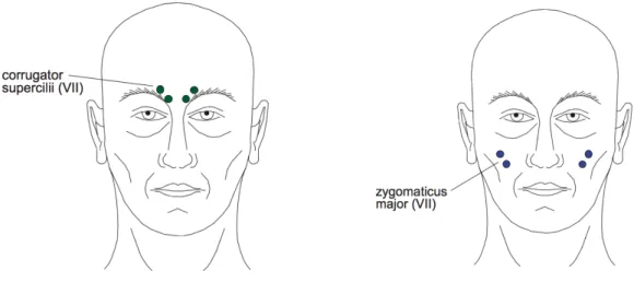 Figure 4. Figure adaptée de Van Boxtel (2010) pour montrer l’emplacement des électrodes dans le protocole  expérimental mesurant les contractions musculaires du CS (image de gauche) et du ZM (image de droite)