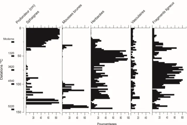 Figure 11: Composition botanique de la matrice de la tourbe (0-146 cm) de la carotte sédimentaire