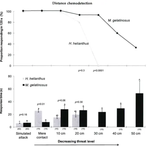 Figure 2.2. Proportion (%) of sea urchins (Tetrapygus niger) responding within 120 s and  response time in trials in which the urchin was exposed to the sea stars Heliaster helianthus and  Meyenaster gelatinosus at different threat levels: simulated attack