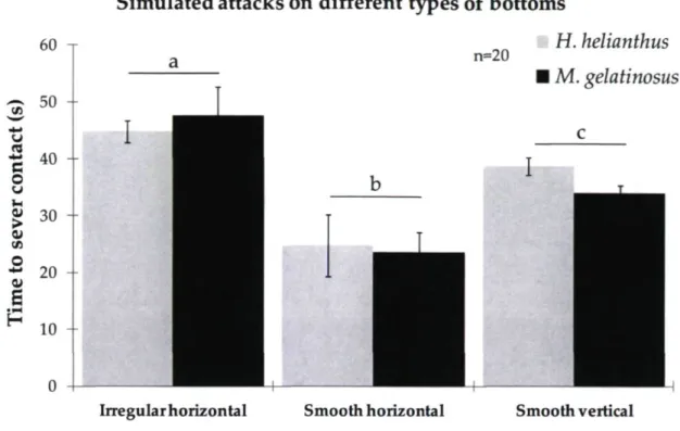 Figure 3.2. Mean time for the sea urchin Tetrapygus niger to sever contact with the two predatory  sea stars, Heliaster helianthus and Meyenaster gelatinosus, on irregular horizontal bottom,  smooth horizontal bottom and smooth vertical walls