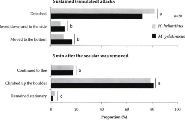 Figure 3.3. Proportion (%) of urchins Tetrapygus niger in aggregations on boulder tops that  detached, moved down and to the side and moved to the bottom in response to sustained attacks  by the predatory sea stars Heliaster helianthus and Meyenaster gelat