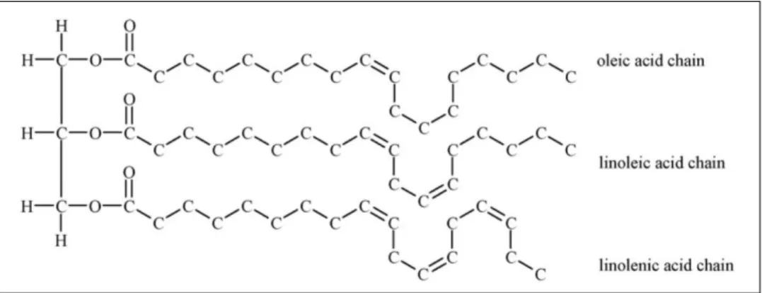 Figure 1.1. The basic structure of triglycerides with double bonds has the cis-configuration  [24]