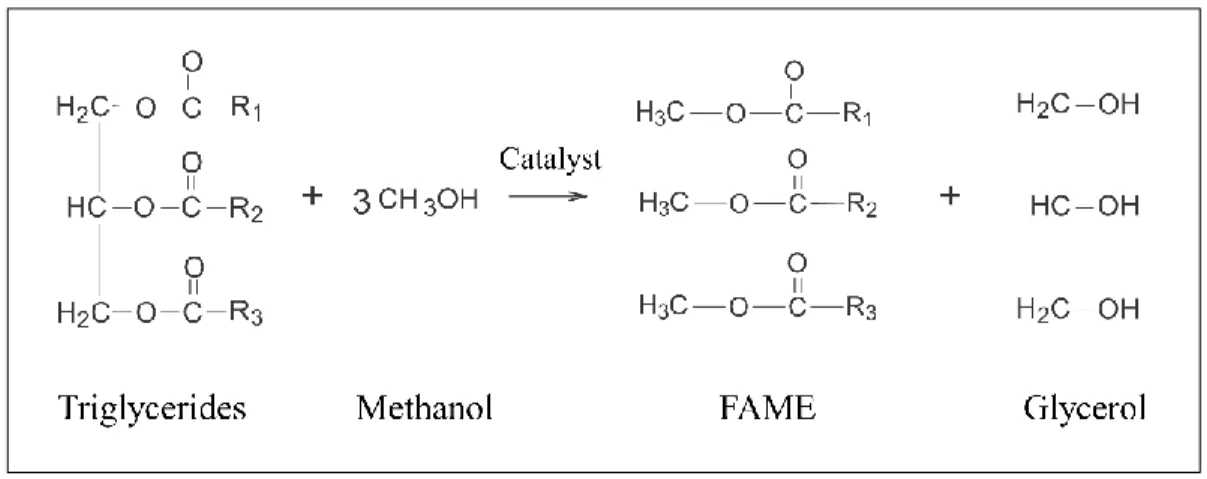 Figure 1.2. Transesterification of triglycerides with methanol to produce fatty acid methyl  ester (FAME) or biodiesel [27]