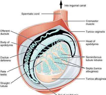 Figure  1-1  Structure  générale  du  testicule.  Les  tubules  séminifères  sont  regroupés  en  lobules, qui sont eux séparés par des septa