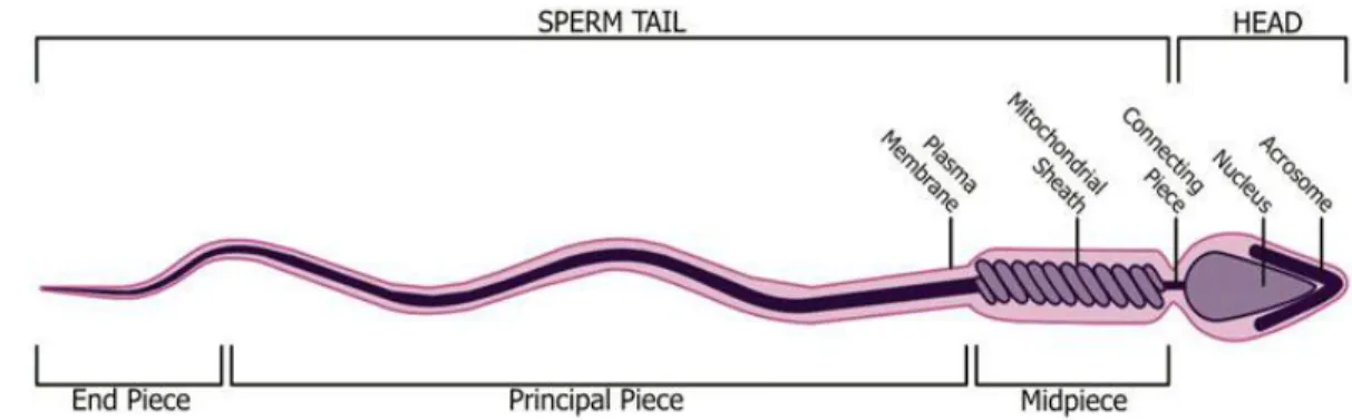 Figure  1-3  Structures  principales  du  spermatozoïde  mammifère  mature.  La  tête,  qui  contient l’acrosome et le noyau, est attachée au flagelle par la pièce connectrice (cou)