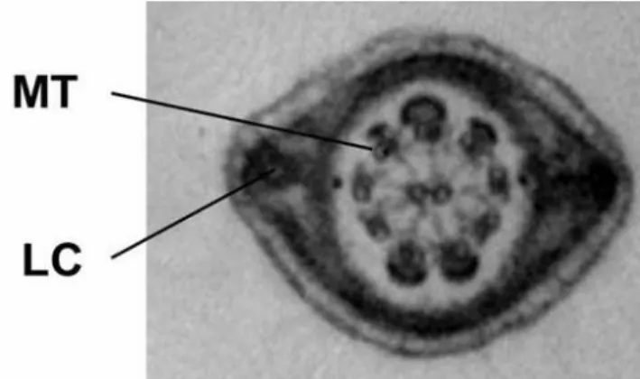 Figure  1-5  Ultrastructure  d’une  coupe  du  flagelle  du  spermatozoïde  de  mammifère