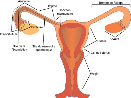 Figure  1-6  Anatomie  du  système  reproducteur  de  la  femme.  Les  spermatozoïdes  franchissent  le  col  de  l’utérus  et  l’utérus  pour  ensuite  traverser  la  jonction  utérotubaire  et  s’installer  dans  l’isthme  en  attendant  l’œuf