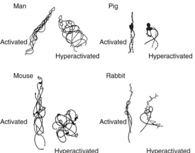 Figure  1-7  Patrons  de  la  motilité  activée  et  hyperactivée  des  spermatozoïdes  chez  différentes  espèces