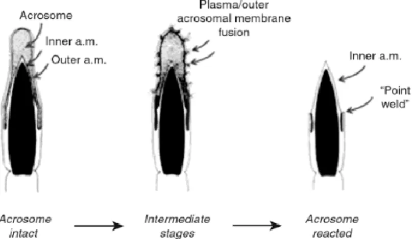 Figure  1-8  Les  différents  stades  de  la  réaction  de  l’acrosome  des  spermatozoïdes