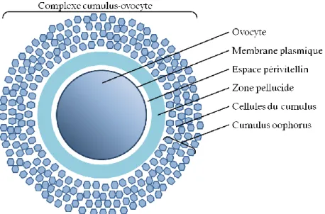 Figure  1-9  Les  composantes du complexe cumulus-ovocyte  (CCO).  Le  CCO  est  composé  de l’ovocyte, la zone pellucide, l’espace périvitellin et les cellules du cumulus, formant le  cumulus oophorus