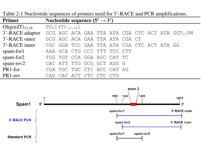 Table 2-1 Nucleotide sequences of primers used for 3’-RACE and PCR amplifications. 