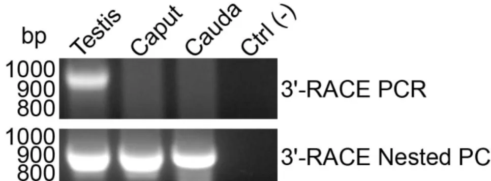 Figure  2-2  3’-RACE  PCR  amplifications  of  the  3’  region  of  the  Spam1  transcript