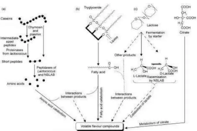 Figure  3:  Schéma  général  des  principales  voies  métaboliques  ayant  un  impact  technologique  chez  les  bactéries  lactiques
