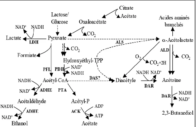 Figure 4: Métabolisme du pyruvate (de Vos, 1996) 