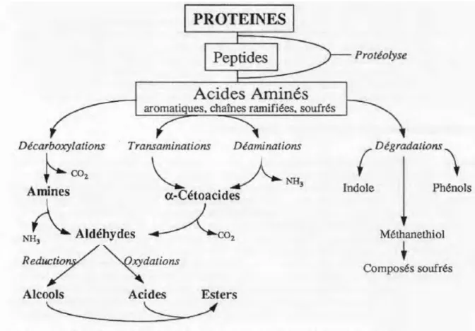 Figure 7: Schéma général du catabolisme microbien des acides aminés (Roudot -Algaron 