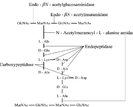 Figure 8: Structure du peptidoglycane des lactocoques et les sites d’action de l’hydrolyse  du peptidoglycane (Crow et al.,1995 b ; Pillidg et al., 2002) 