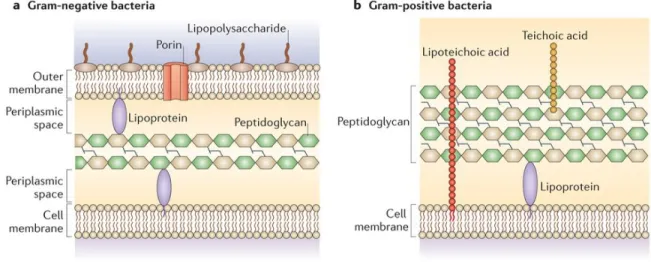 Figure 1.4: Cell wall structure of Gram-negative and Gram-positive bacteria (from [53]) 