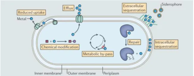 Figure 1.6: Genetic and biochemical mechanisms of the development of bacteria resistance to biocidal  metals (from [65])