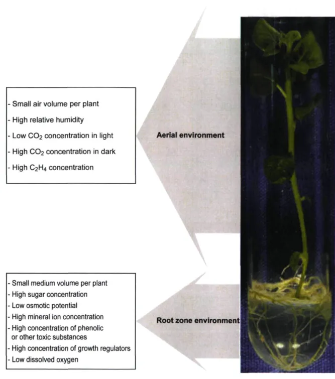 Figure 1.1: General description of the in vitro environment in conventional  micropropagation