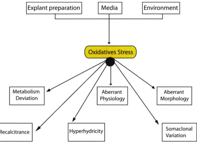 Figure 1.2: Changes in plantlet genes, metabolism and physiology caused by oxidative  stress which can lead to aberrant morphology, recalcitrance, hyperhydricity and somaclonal  variation [adapted from Cassells and Curry (2001)]