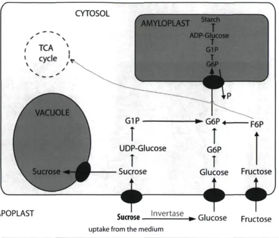 Figure 1.3: Model describing sucrose uptake by tissue culture material. 