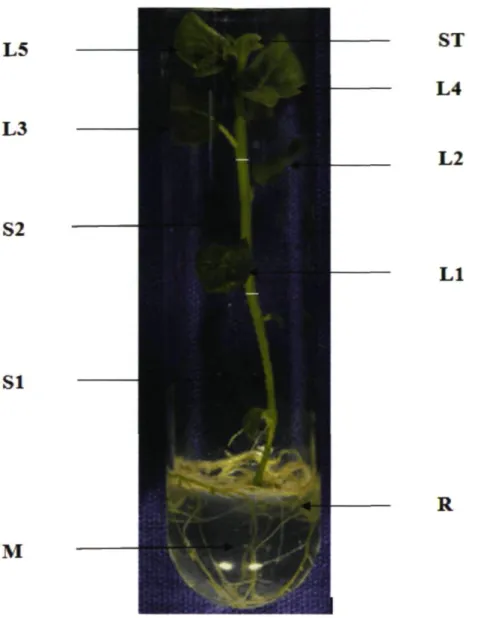 Figure 2.1: Picture of a typical in vitro potato plantlet to depict where sampling of  radioactivity was carried during experiment .The culture medium (M) and different plant  parts like roots (R), stem (base SI, middle S2), shoot tip (ST) and five leaves 