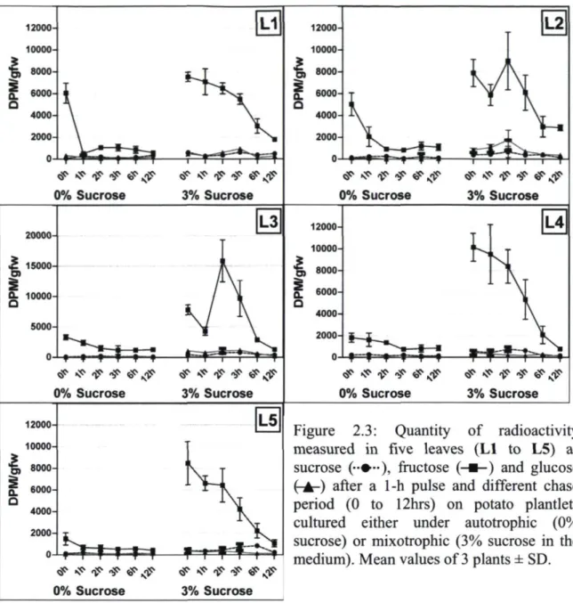 Figure 2.3: Quantity of radioactivity  measured in five leaves (Ll to L5) as  sucrose (••*■••), fructose  ( - ■ - ) and glucose  (-À-) after a 1-h pulse and different chase  period (0 to 12hrs) on potato plantlets  cultured either under autotrophic (0% 