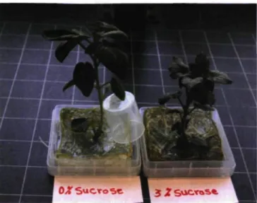 Figure 3.1: Photoautrophic plantlets (growing on sugar-free MS medium) and  photomixotrophic plantlets (growing on MS medium with 3% sucrose) of potato (Solanum  tuberosum L., cv Norland) at the end ofthe rooting stage (5 weeks)